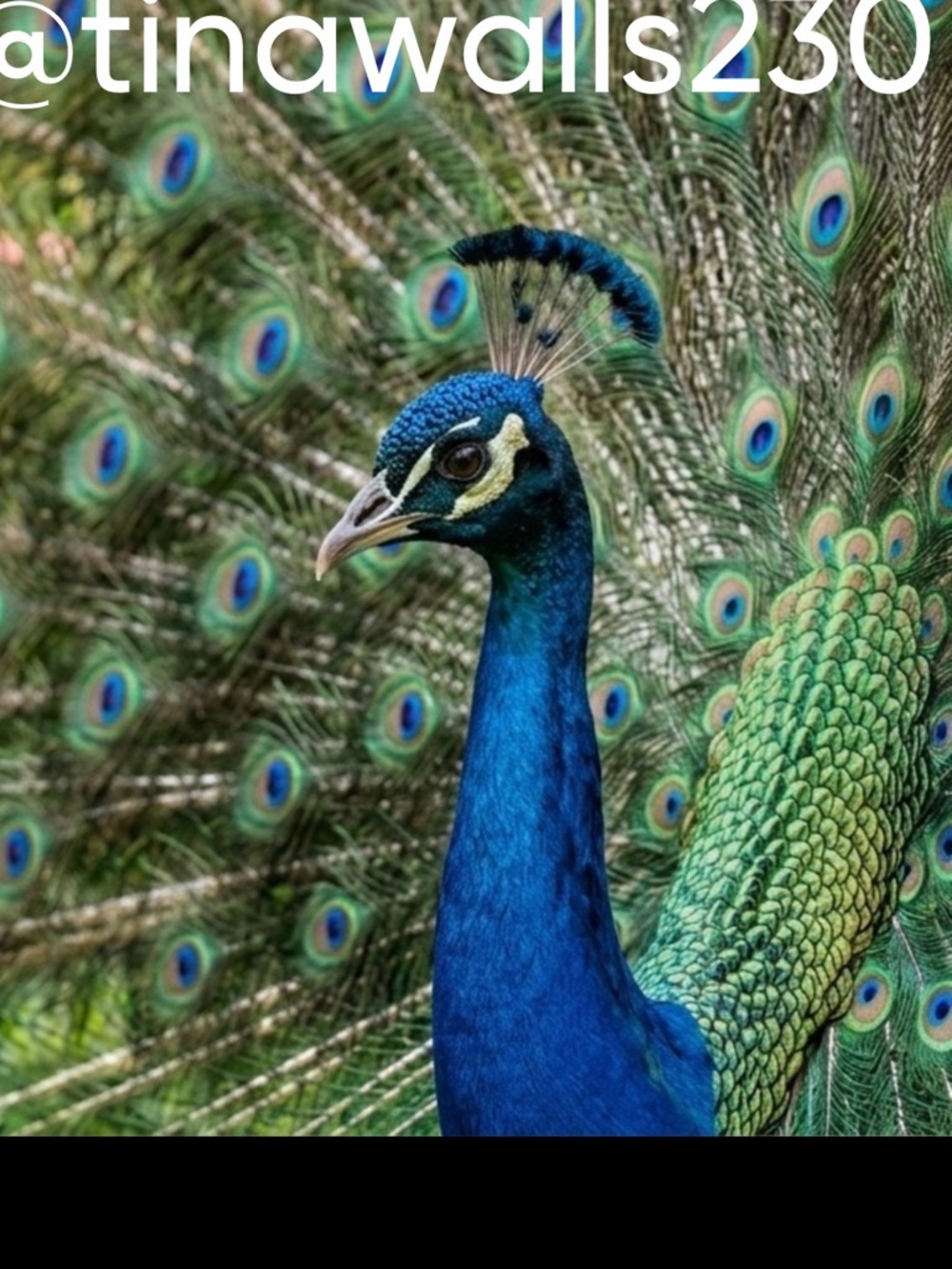 Like This Flyer So You Know When I’m Just “Struttin” My Stuff !!  🦚 🦚